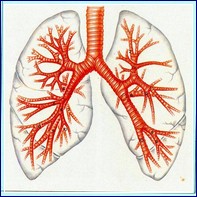 Определение симптомов поражения дыхательной системы в санатории Бакирово